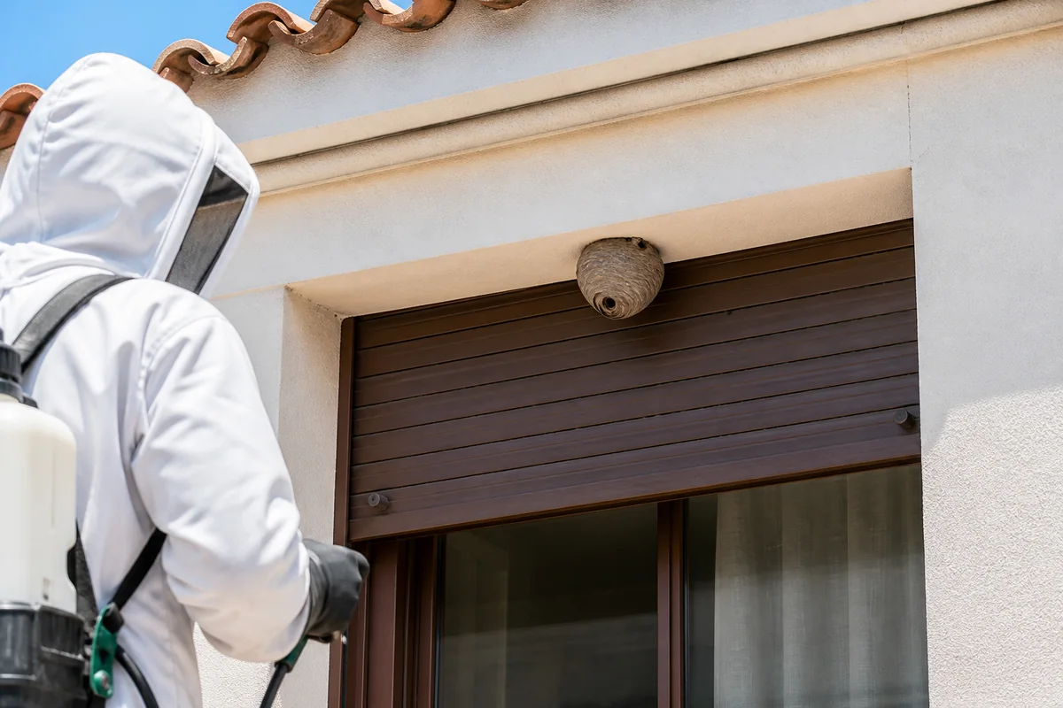 Nido de avispas en el alero de una vivienda, con un técnico observando a distancia de seguridad