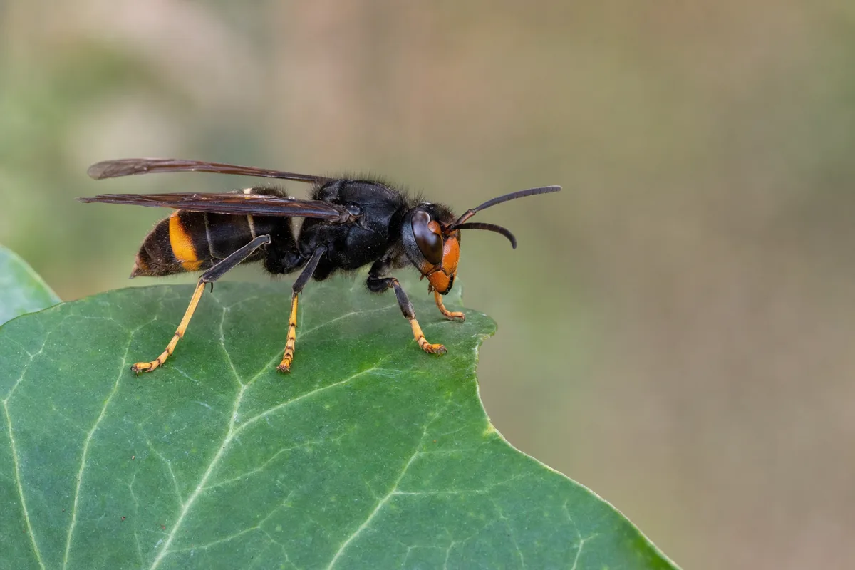Avispa asiática (velutina) en Martorell